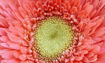 Vẻ đẹp khác biệt của một đoá hoa dưới ống kính macro chụp cận cảnh